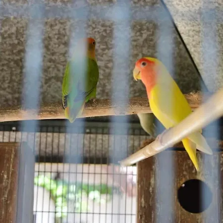 Spacious With Private Pool In Willa *